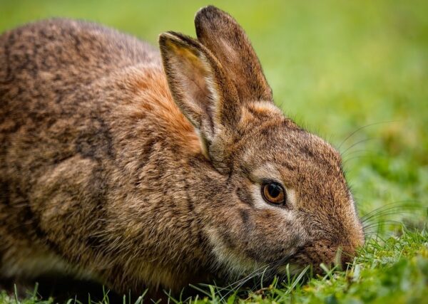 rabbit, bunny, animal-8489271.jpg
